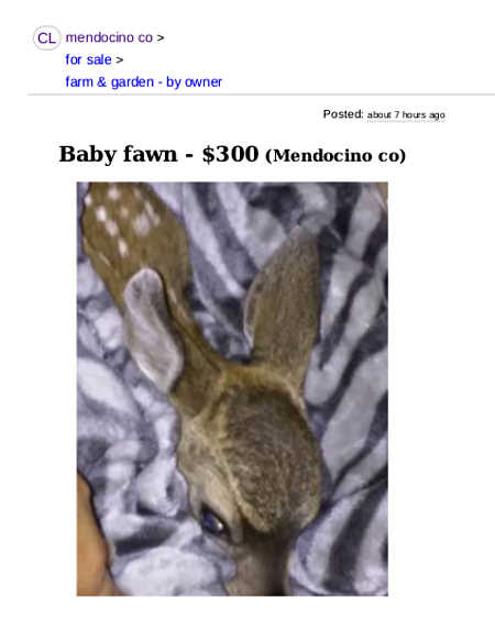 053116babyfawncraigslist