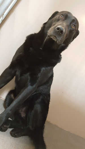 30maleblacklab