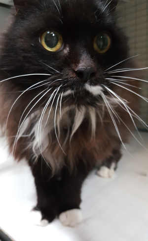 48longhairtuxedo