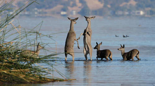 barnwellfightingdeer