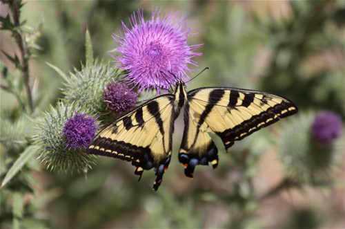 barnwellswallowtailbutterfly