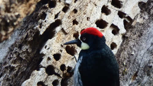 hansonmalewoodpecker