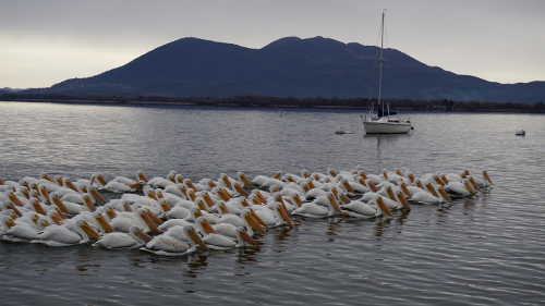 120716pelicansquadron