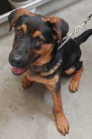 22rottshepherd