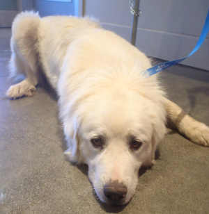 3greatpyrenees