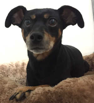 6696minpin