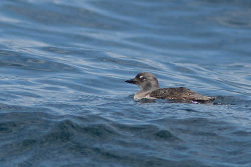 auduboncaskinsauklet