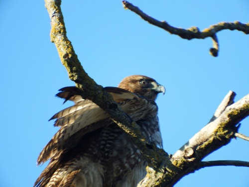 barnwellredtailedhawk