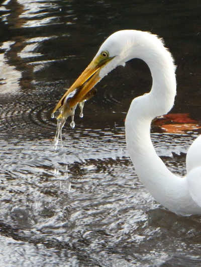 hansongreategret