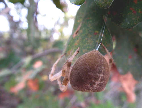 maryhansoncatfacedspider