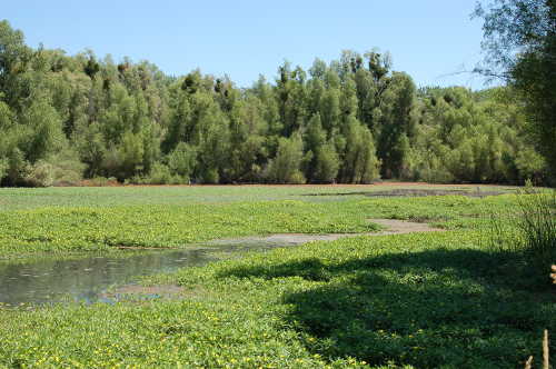 meloinlandwetland