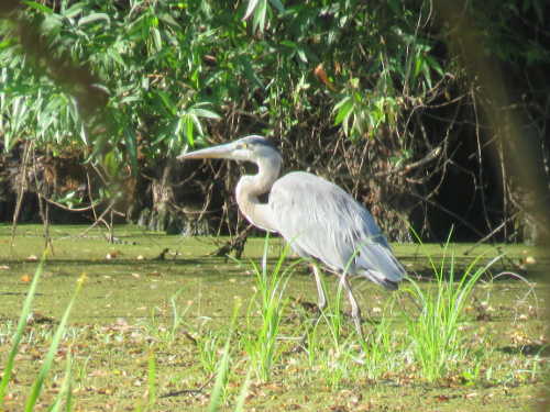 scavoneblueheron