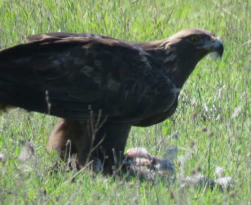 scavonegoldeneagle