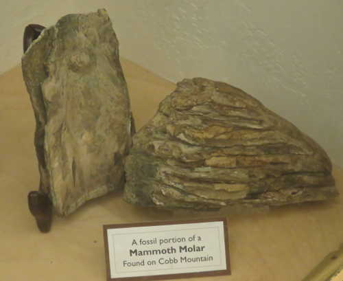 scavonemammothmolar