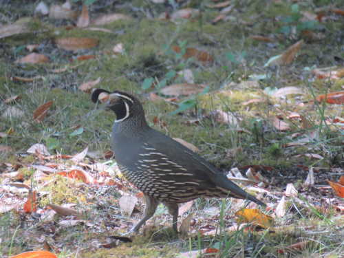 scavonequail